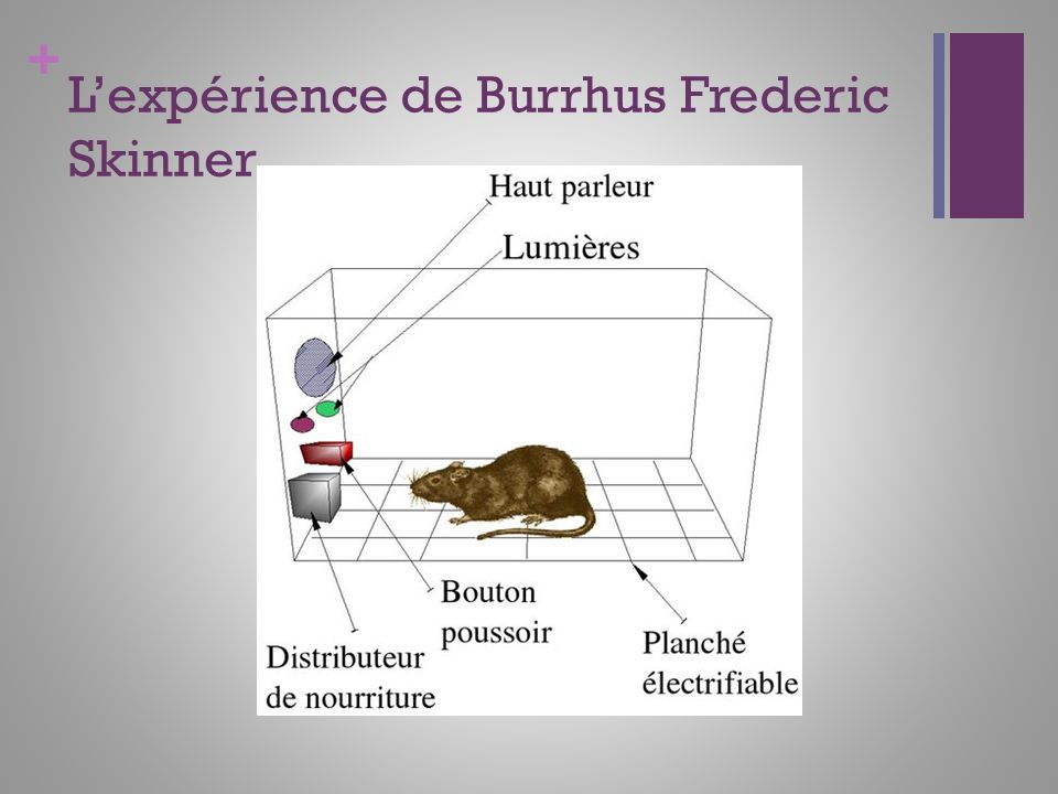 expérience illustrant le modèle de Skinner