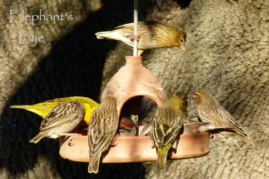 Bird Feeder Africa Bird FeedersBird Feeders