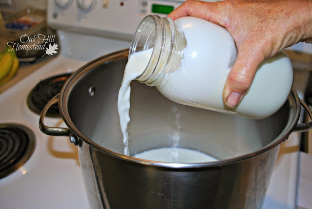  Verser le lait dans une marmite pour faire du fromage mozzarella.