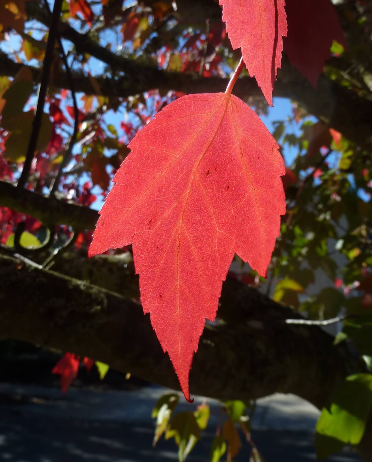 Boulderneigh Waxing poetic