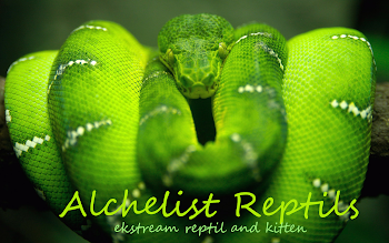 alchelist reptil