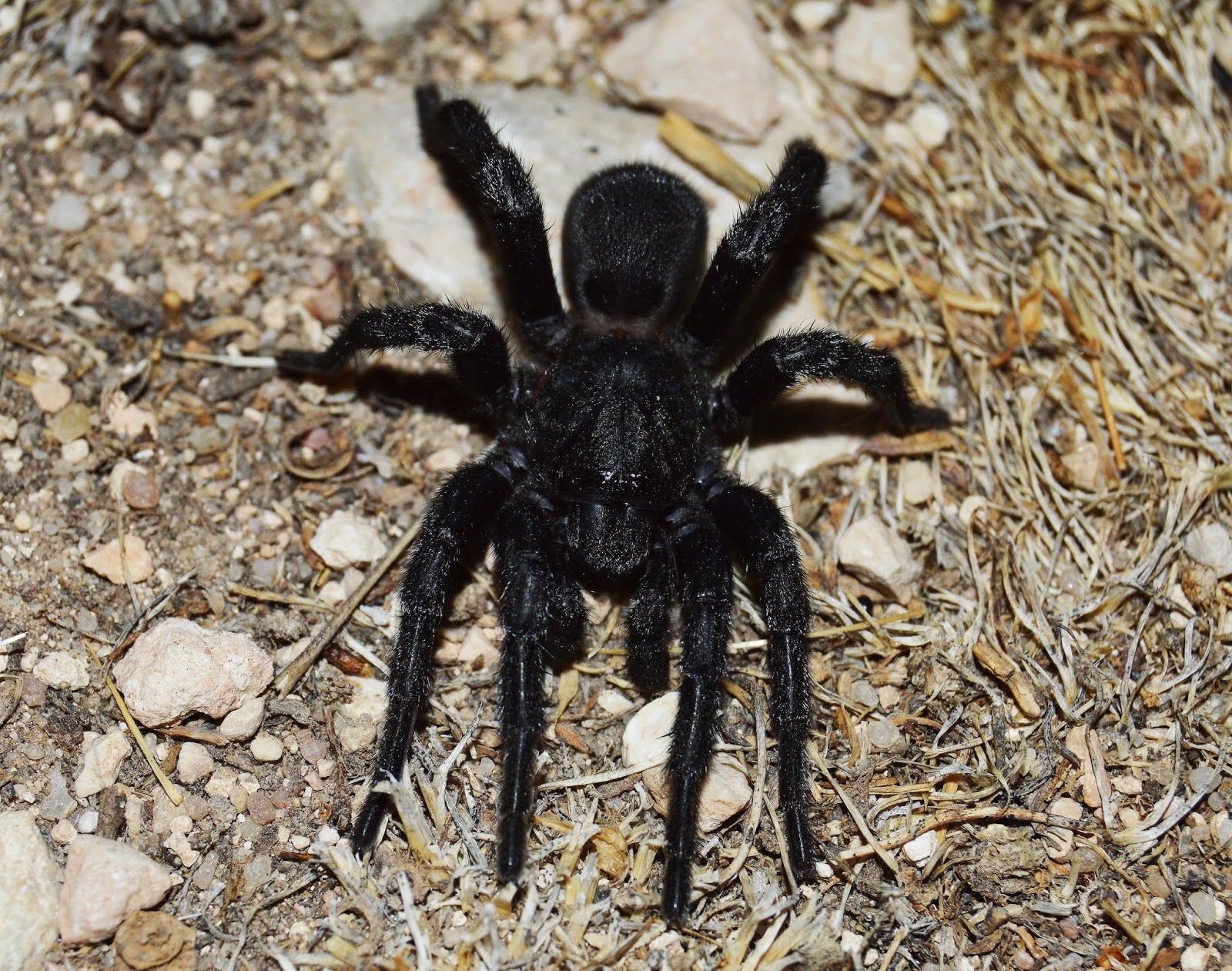 Blog de campo y minerales: Arácnidos, insectos y Perseidas.