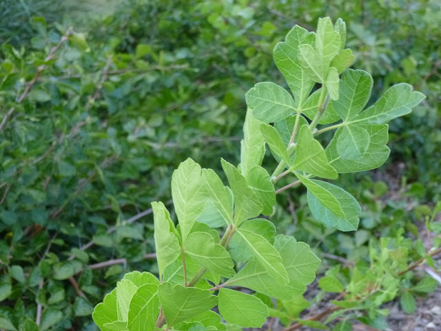 Prickly And Bitter Blog Rerun Is Weigela The New Catnip