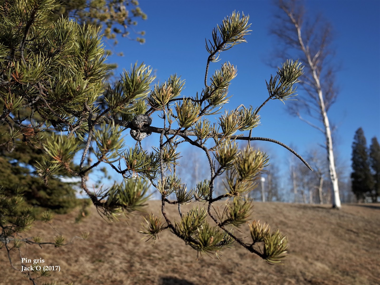 L'OEIL AU VERT PIN GRIS (CYPRÈS), ROUYNNORANDA (LAC OSISKO). 7avril 2017