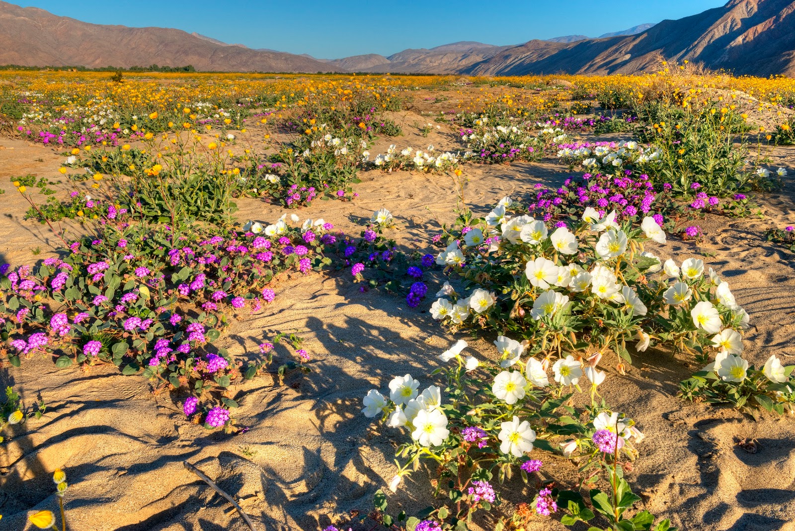California's Wildflower Super Bloom Earth Blog