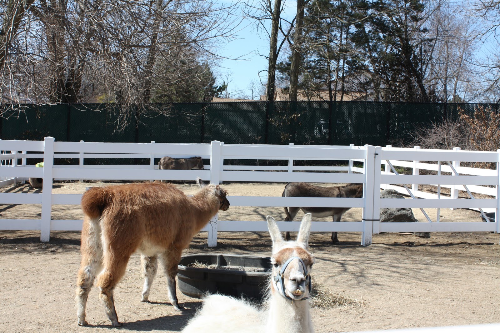 A Little Time and a Keyboard Cosley Zoo in Wheaton, IL