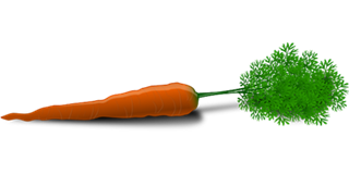 karoto-carrot karoto-carrot