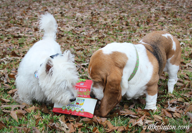 Pierre Westie & Bentley Basset Hound check out the bag of Stella & Chewy's SuperBlends