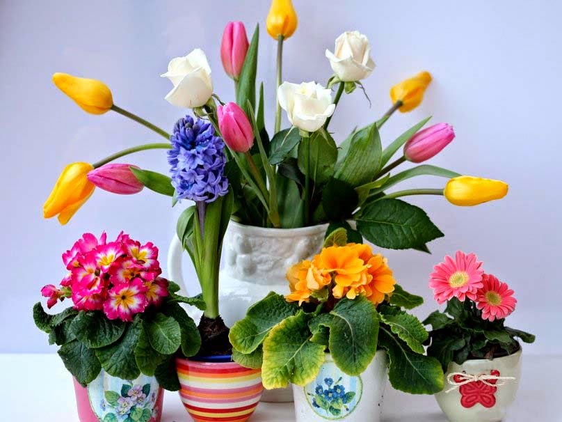 Blooming Flowers Images With High resolution Duul Wallpaper