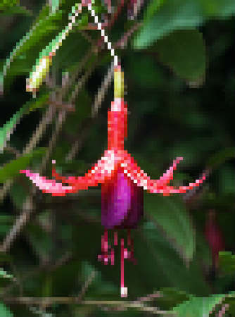 google fuchsia, el proyectos de google para su propio sistema operativo