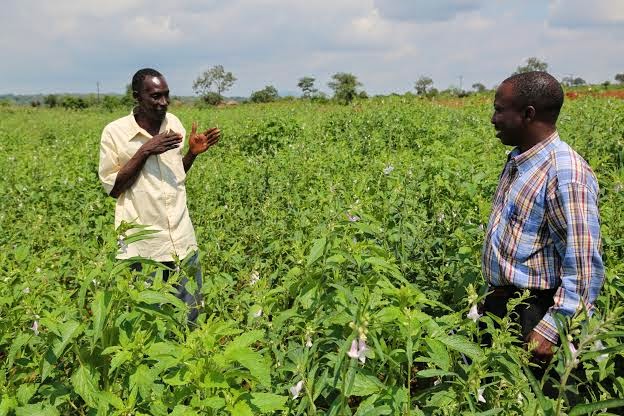 Handeni Rural MATUKIO @ MICHUZI BLOG: WILAYA YA HANDENI NA MAENDELEO YA KILIMO NA UFUGAJI