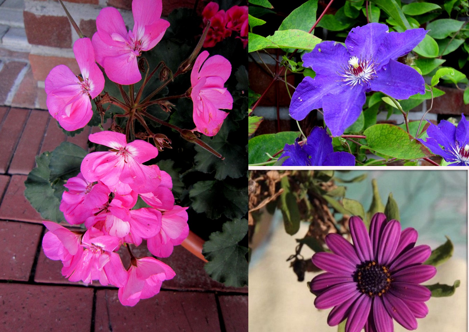 Klarchen Liebesgedicht Und Collagen