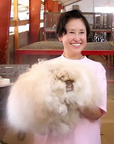 Angora Rabbit, Angora bunny, Ms. Chu, Betty Chu, a retired professor Betty Chu, University of San Jose, Angora Rabbit has long fur like poodles