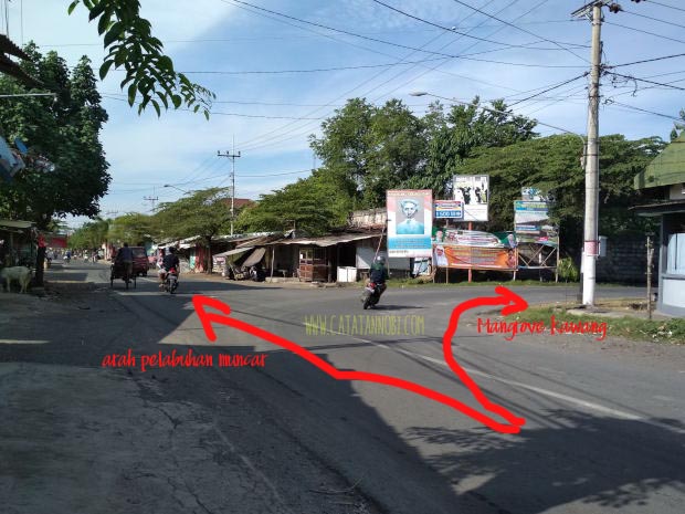 Jembatan Anti Galau Hutan Mangrove Kawang Dan Pantai Cemara Cinta Muncar Banyuwangi Catatan Nobi
