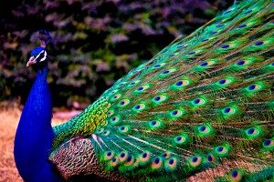 Peacock