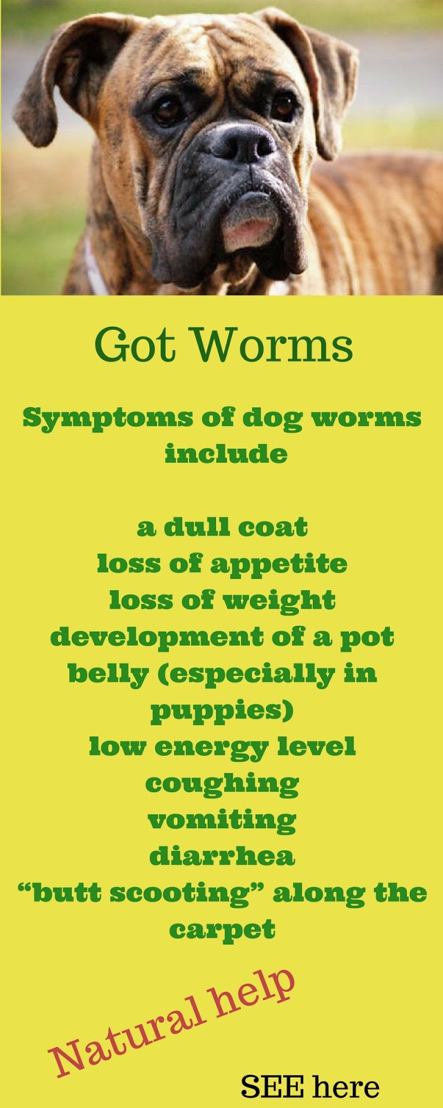 I love My Dog; Natural Pet Health, Natural wormer for dogs and cats