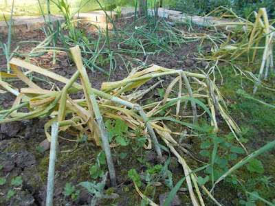 Garlic ready to harvest Green Fingered Blog 80 Minute Allotment