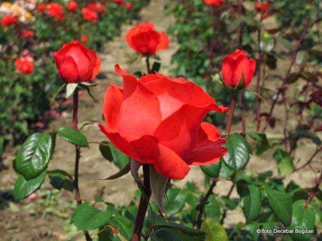 Capitala trandafirilor (homeland roses) CIUMBRUD, jud. ALBA