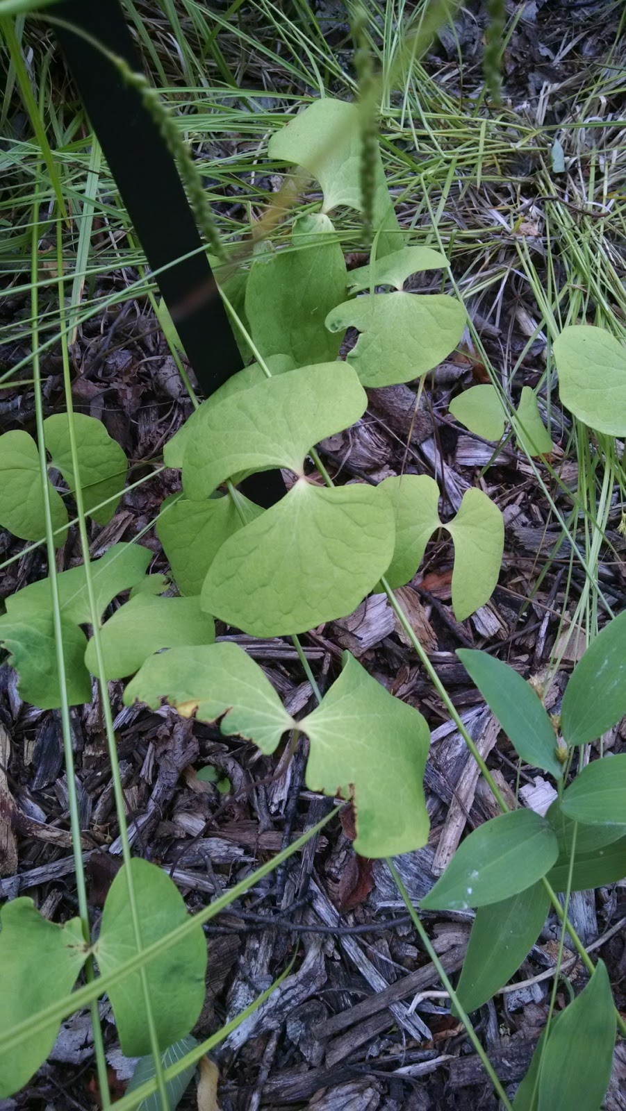 Future Plants By Randy Stewart Potentilla