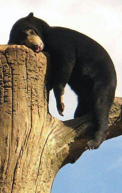 Thats Enough Im out tired bear