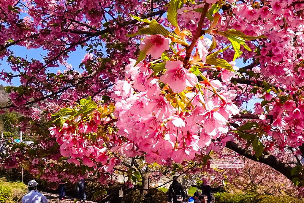 日本賞櫻,河津櫻,松田町賞櫻祭,河津櫻富士山,西平畑公園,