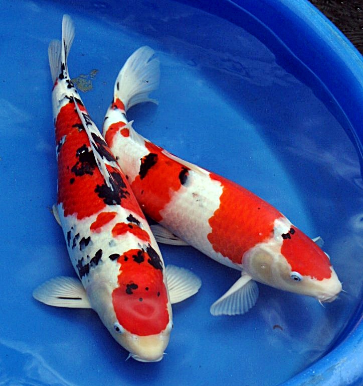 Karakter Ikan Koi Sanke ~ Dunia Air