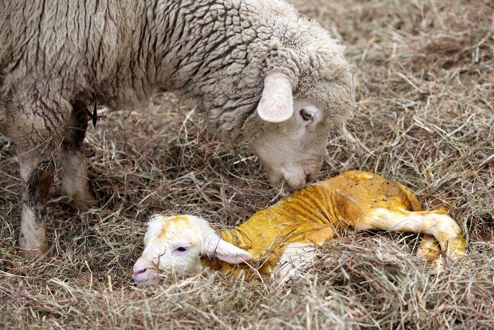 Getting Stitched on the Farm: Sunday Lambing - Lots of Photos + A Video