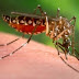 Novo subtipo da dengue deve fazer mais vítimas este ano