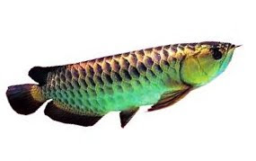 Klik gambar bawah - rahsia ternak arowana