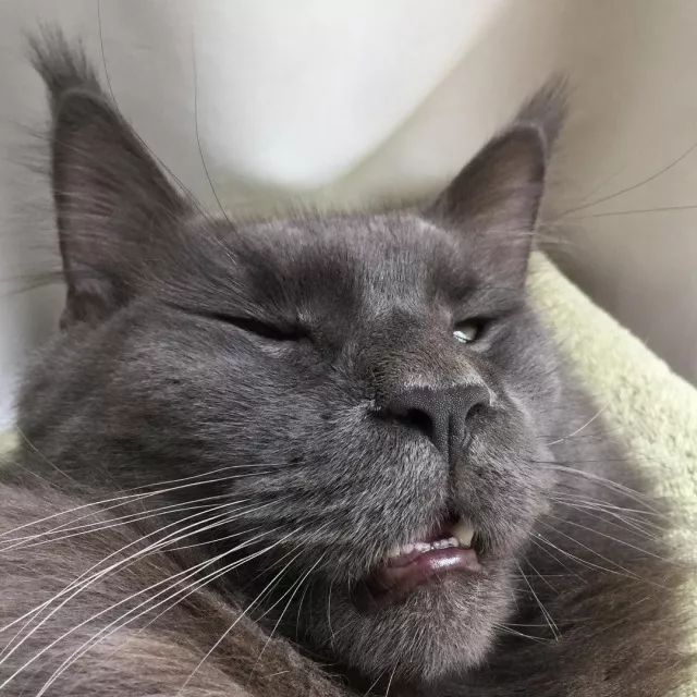 foto de gato gris dormido con la lengua fuera