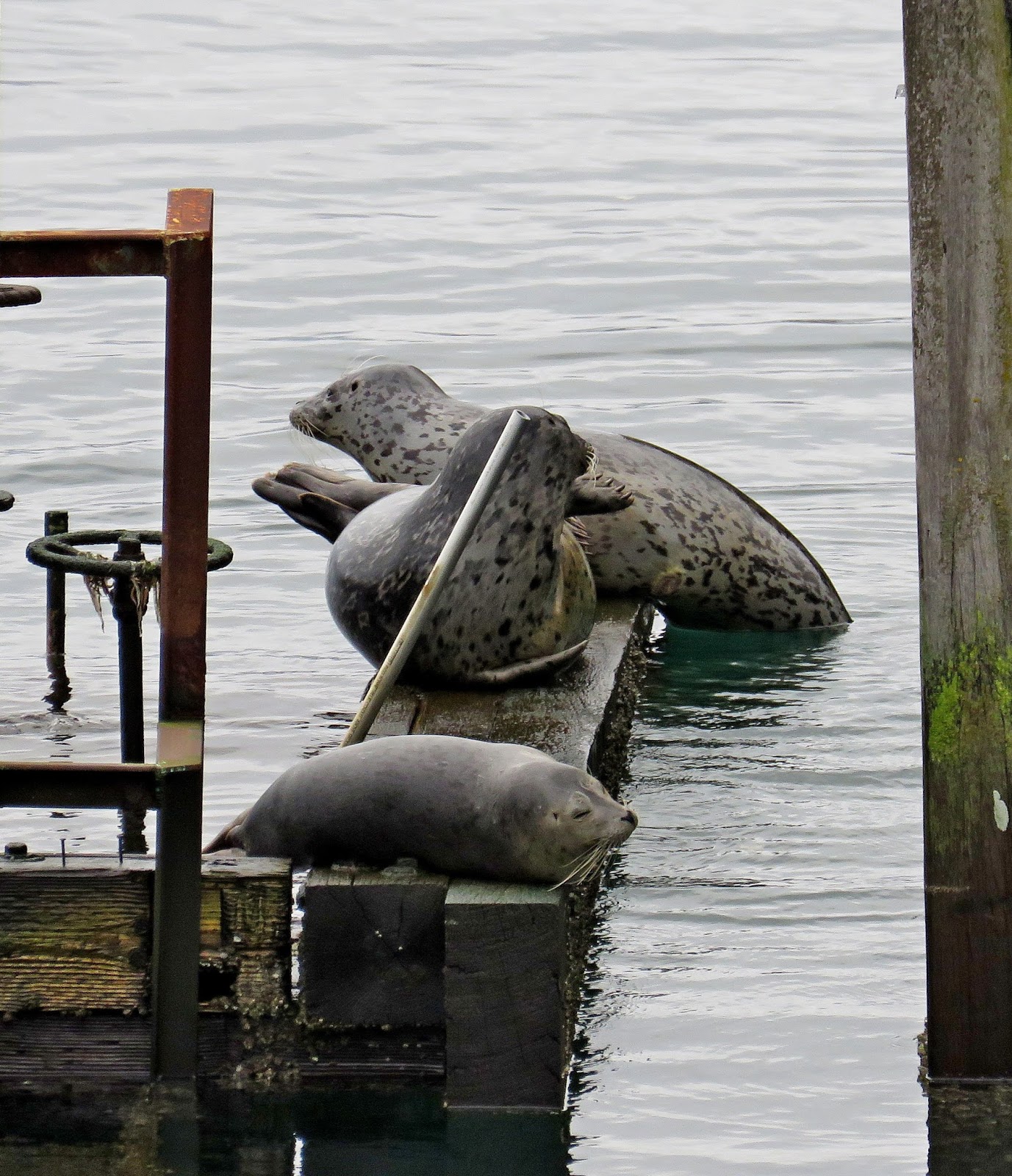 Buzz's Marine Life of Puget Sound: Feb 6, 2018