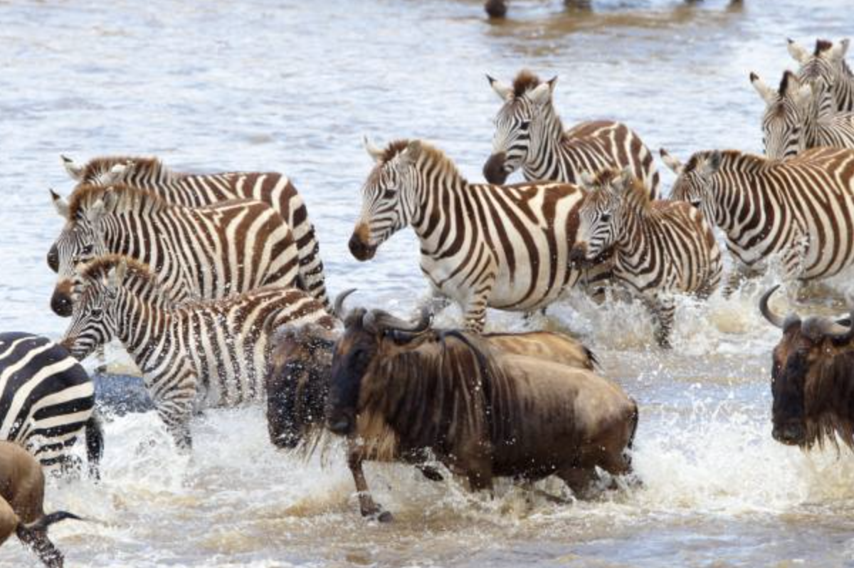 Bell Beaker Blogger Not Thy Botai (Gaunitz et al, 2018)