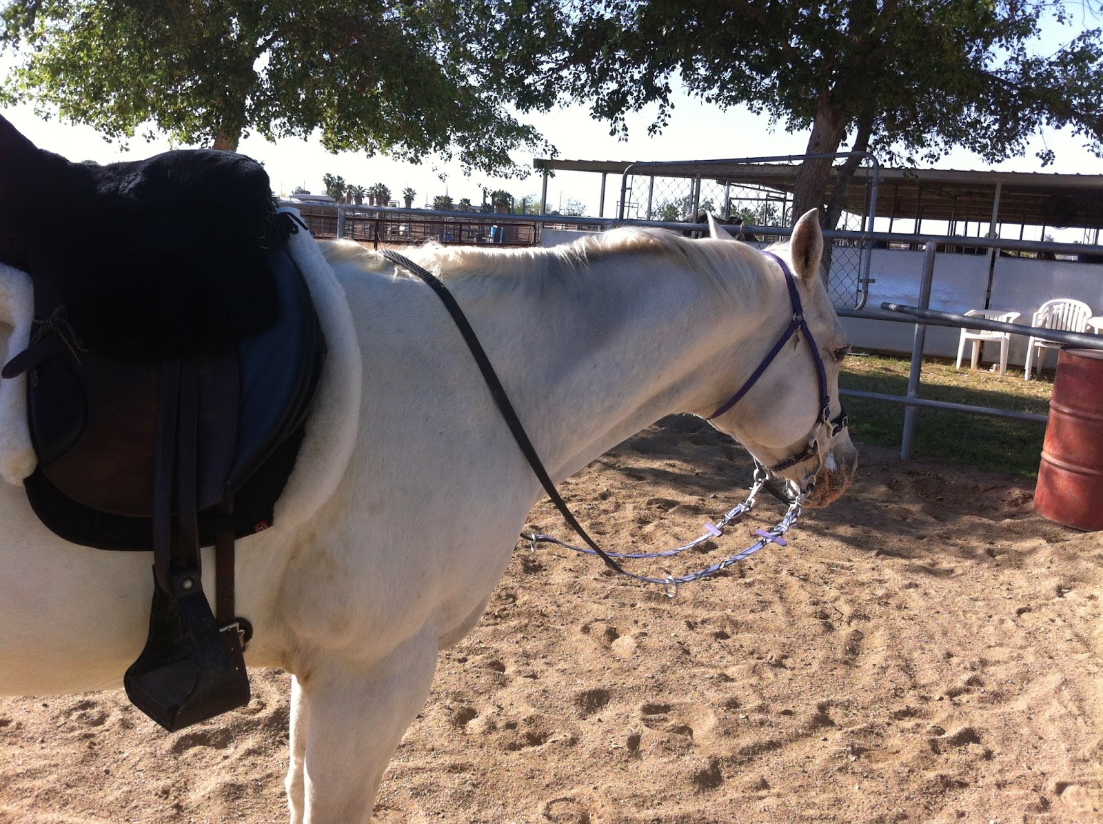 Go Pony Review Taylored Tack Simple Hackamore Headstall