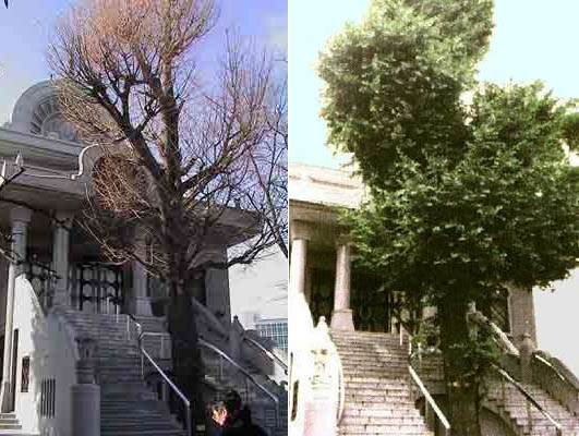 Ginkgo Biloba en Japón