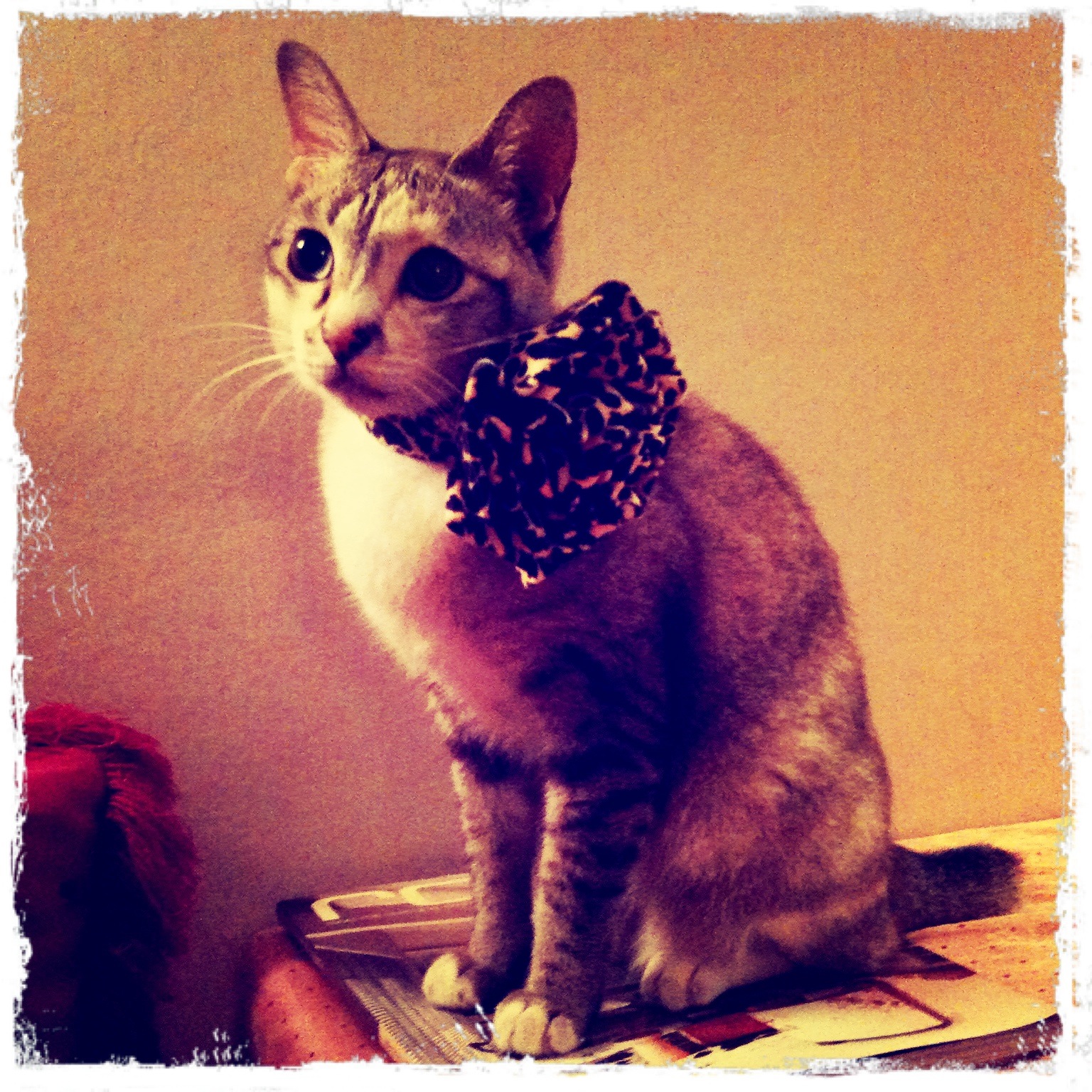 d-o-k-n-o-m-m-e-a-w-p-l-a-y-what-kind-of-cat