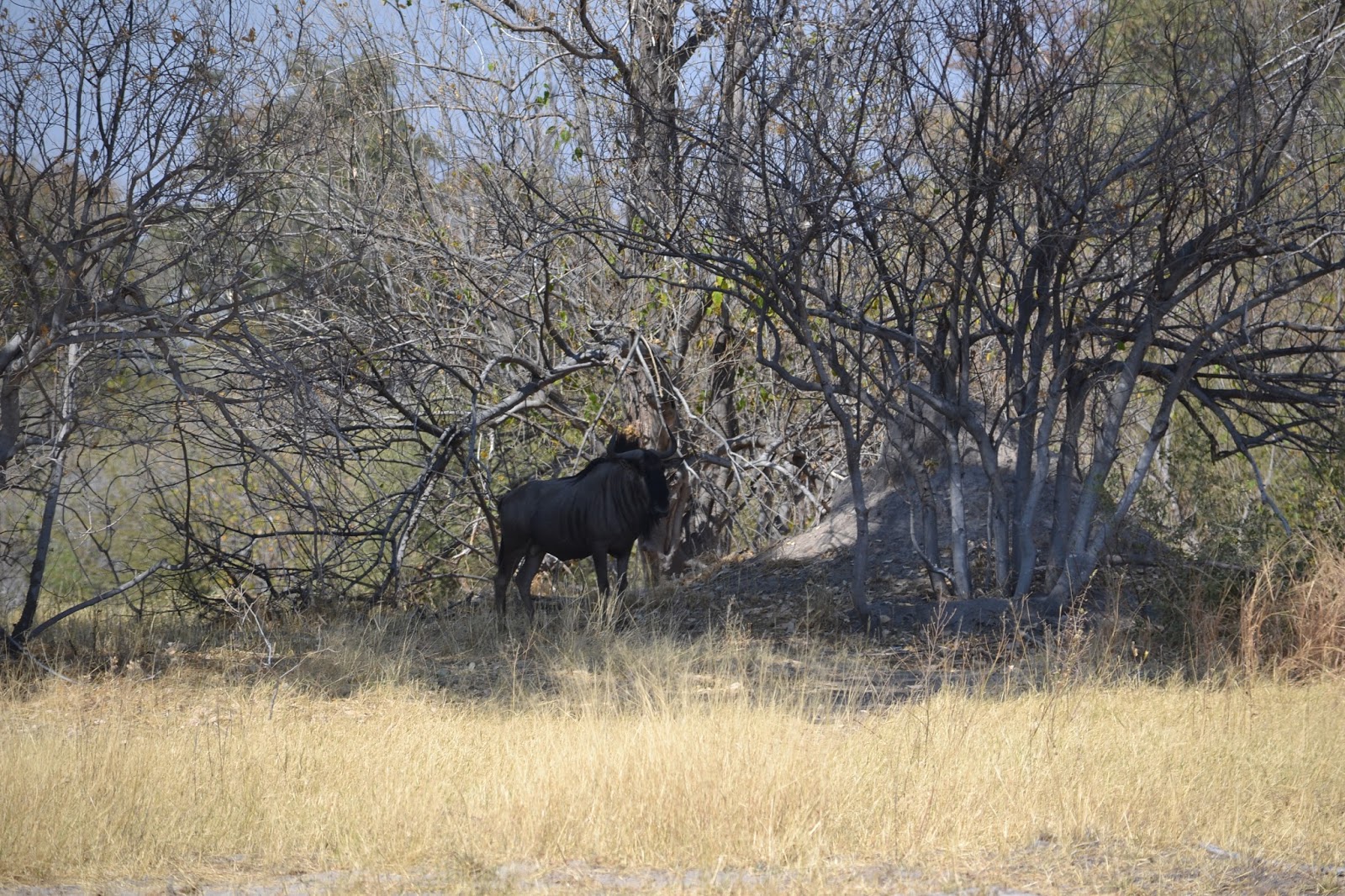 Día 7:Daytrip en Moremi GR - Botswana y Cataratas Victoria. Viaje por libre de 19 dias (5)
