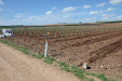 We will get Tempranillo wine in a few years. New planting vineyards / Tendremos vino tempranillo en unos años. Nueva plantación de viñedo