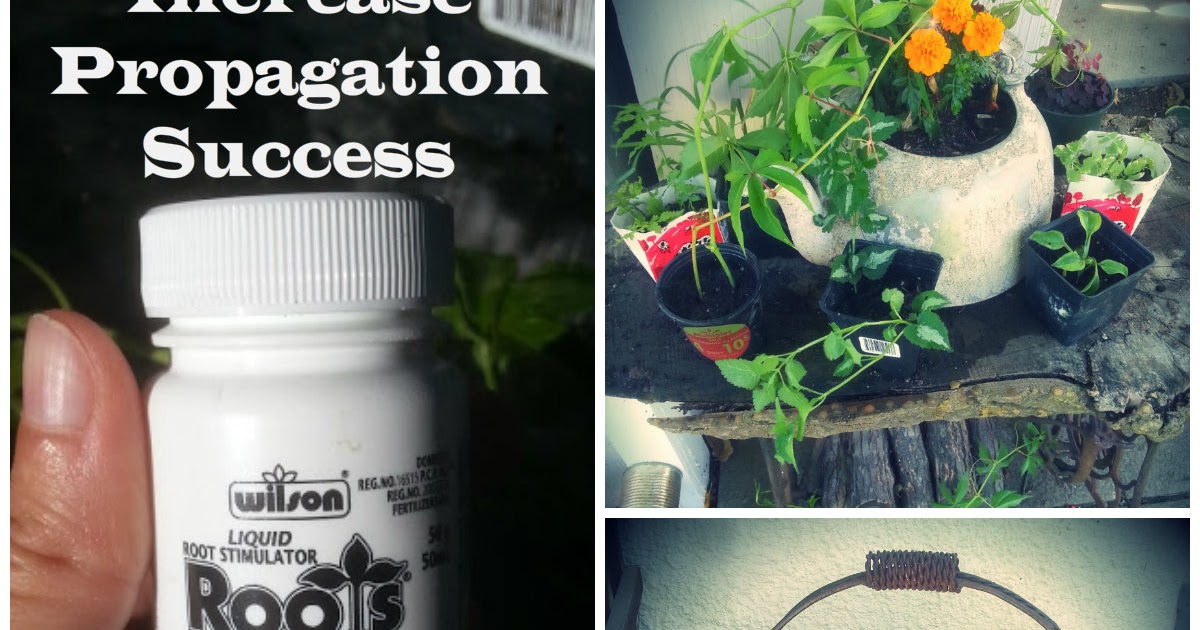 Keen Koala Get Amazing Propagation Success Using Wilson Roots Keen Koala Get Amazing Propagation Success Using Wilson Roots Liquid Root Stimulator
