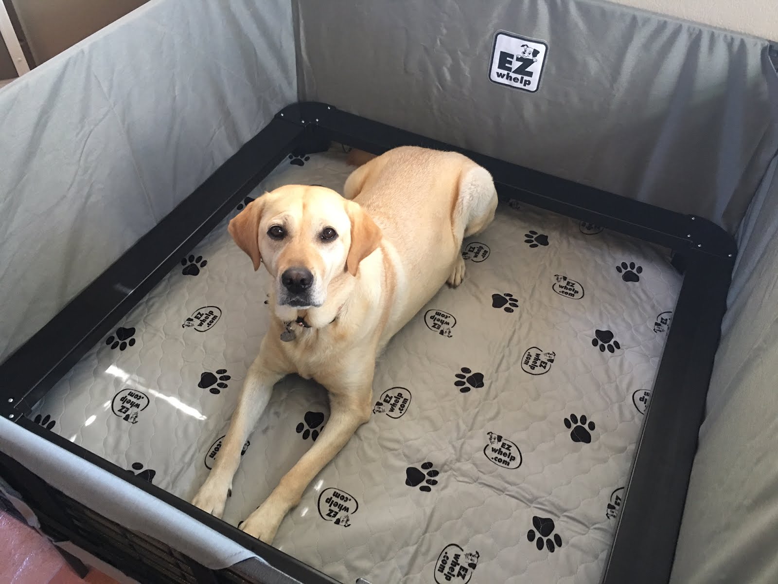 The Husky Review EZWhelp Fab Whelping System