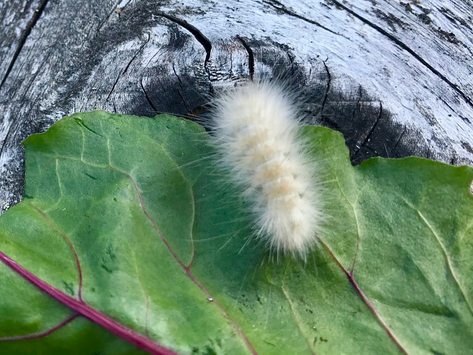 White Fuzzy Caterpillars