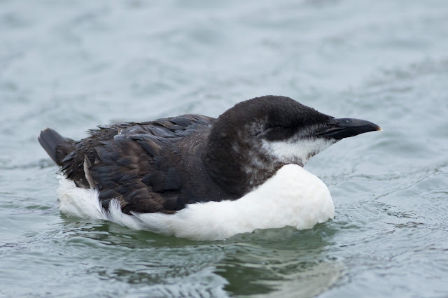 Brunnich's Guillemot - Anstruther Harbour, Fife