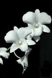 Orquídeas bellas