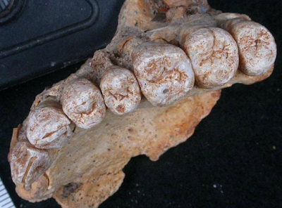 Peneliti Israel Klaim Temukan Fosil Manusia Tertua Di Luar Afrika