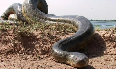 foto anaconda ular terbesar