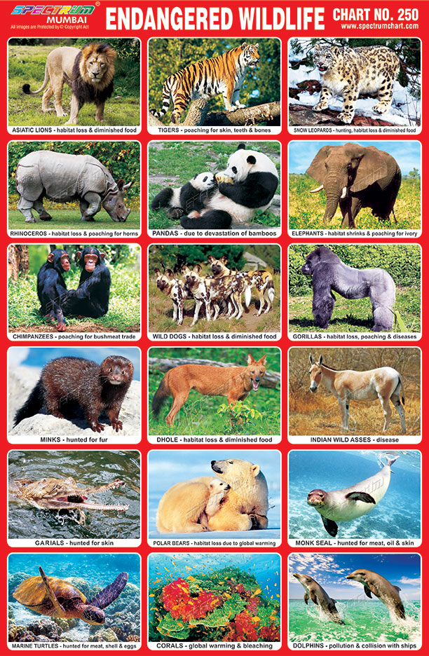 Spectrum Educational Charts: Chart 250 - Endangered Wildlife