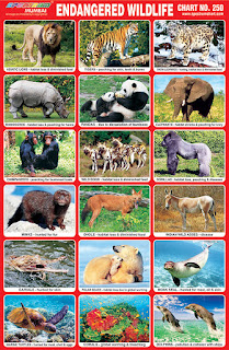 Endangered Wildlife Chart