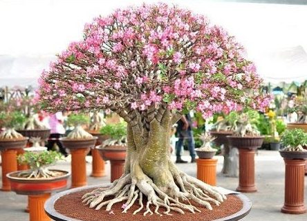 Harga Bonsai Adenium Termahal