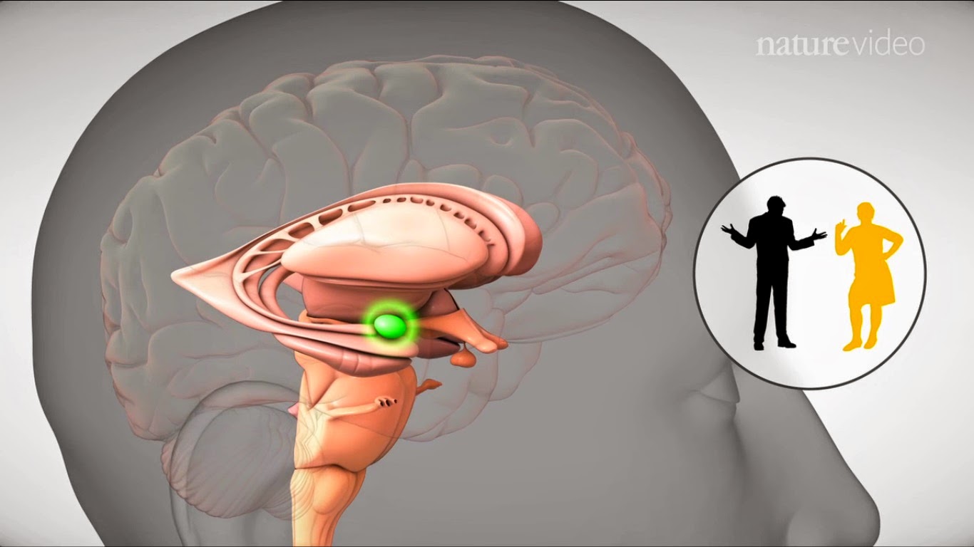 neuroetica e neuroscienze amigdala e paura appresa neuroetica e neuroscienze amigdala e paura appresa