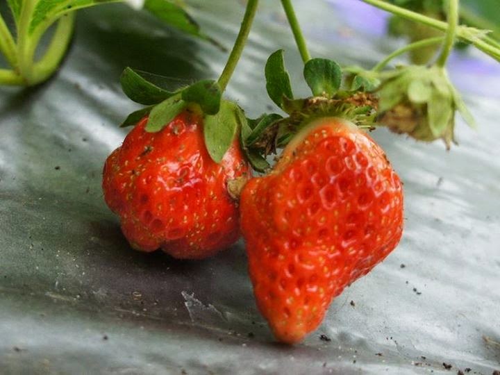 溫室節能光照無毒草莓 新竹市府輔導栽種成功