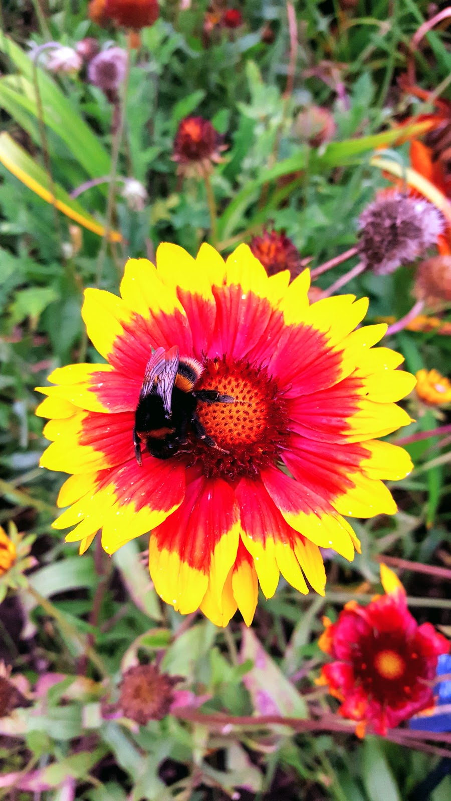 A Family Day Out In Clumber Park, Nottinghamshire